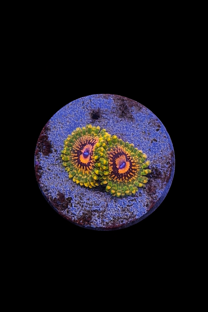 WYSIWYG Grand Master Krak Zoa (A1)