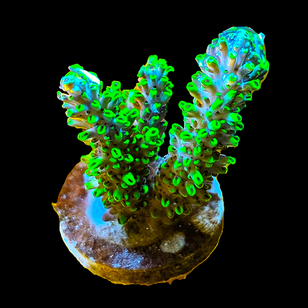 Acropora Selago - Frag
