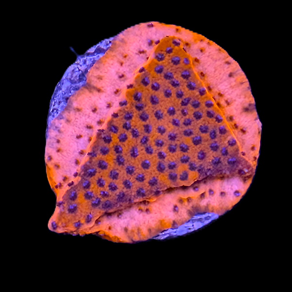 Mystic Sunset Montipora Frag