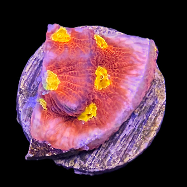 Yellow, Red and Purple Favia Frag