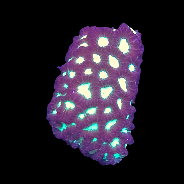 Purple Green Favia Frag