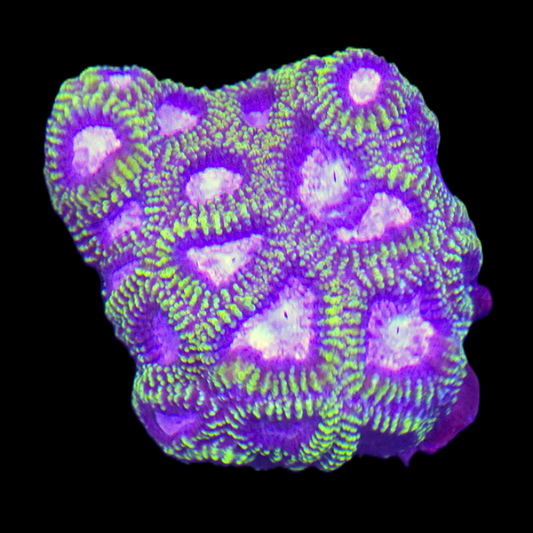 Green Purple Favia - Frag