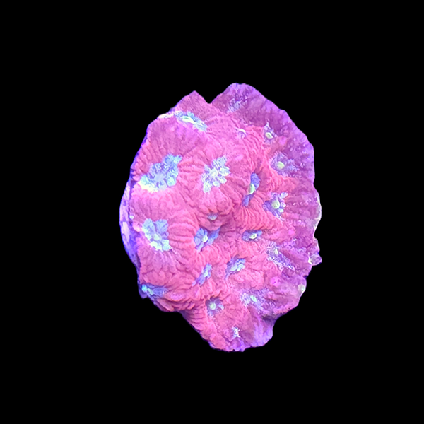 Pink Favia Frag
