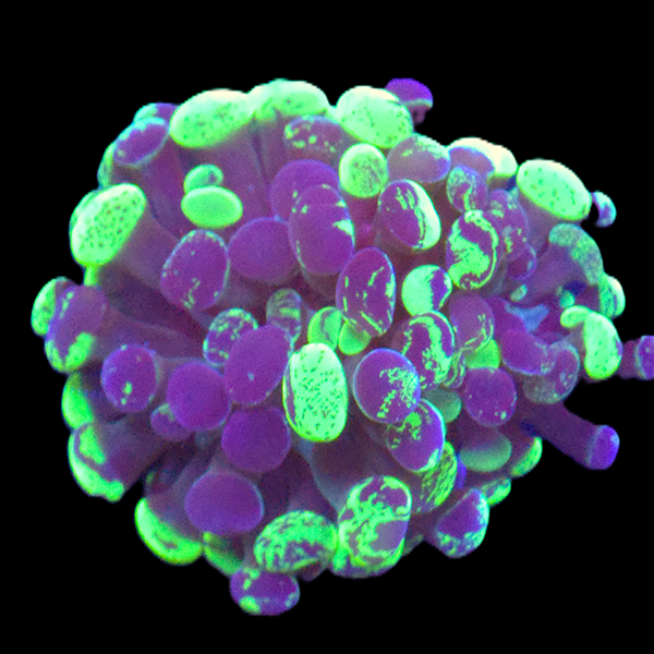 Hammer Bi-Colour Small Frag