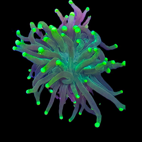 Green Torch Frag