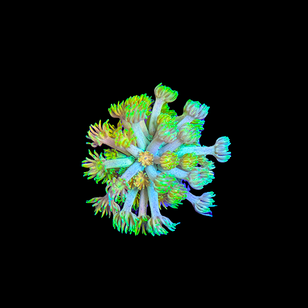 Ultra Goniopora Coral