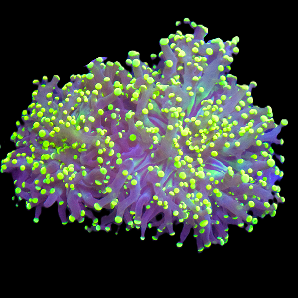 Green OctoSpawn coral frag rack with frags installed