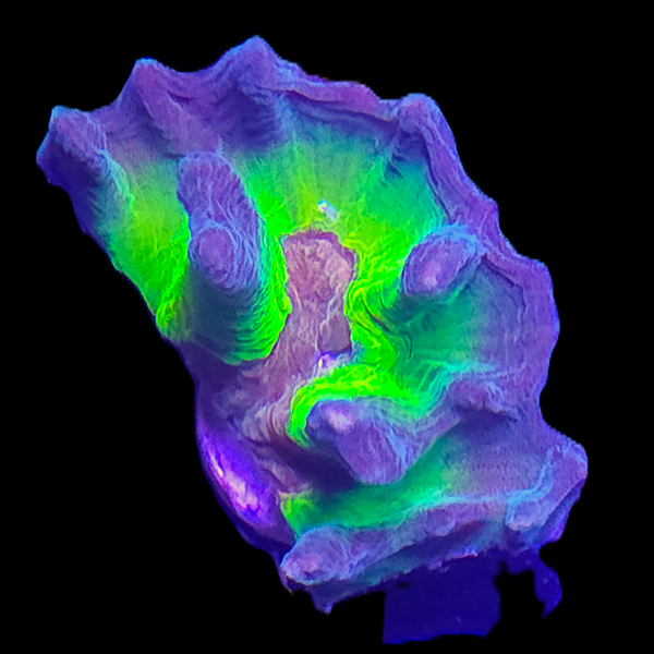 Green Pectinia Frag