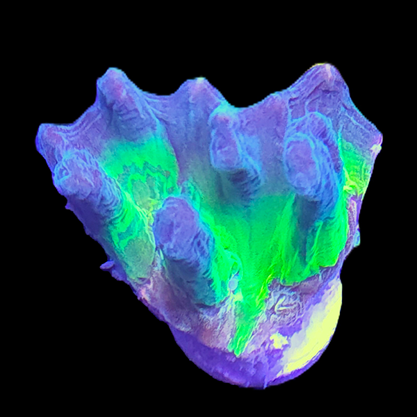 Green Pectinia Frag