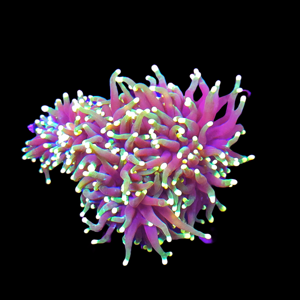 Green Torch Colony B4 - WYSIWYG