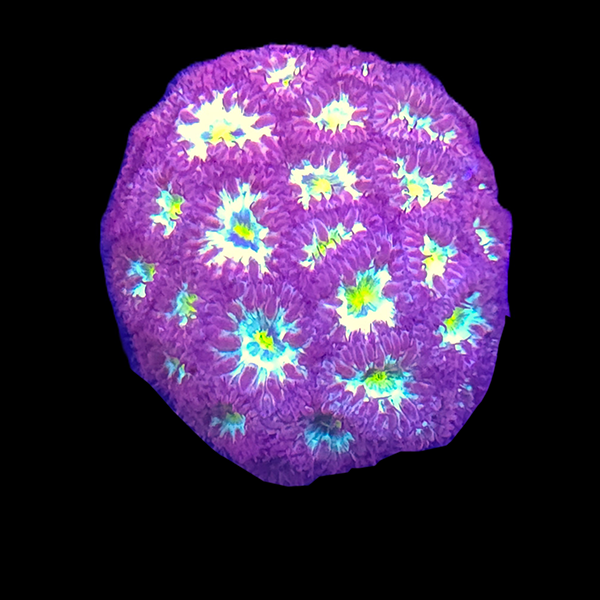 Blastomussa Merletti Frag