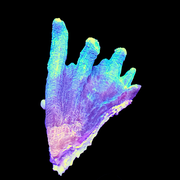 Red Blue Pectinia Frag