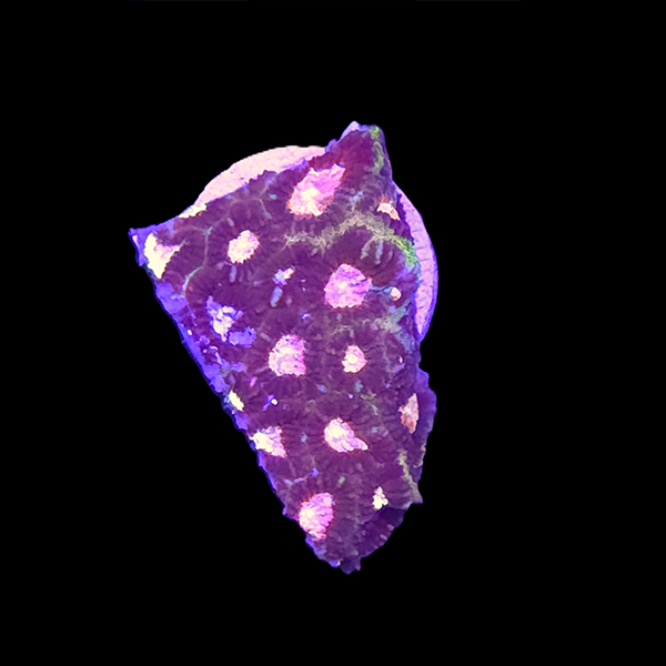 Purple Pink Eyed Favia Frag