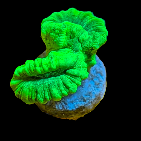 Green Trumpet Coral