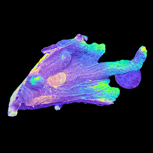 Red Blue Pectinia Frag