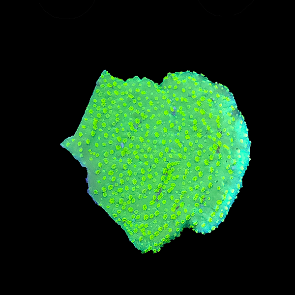 Nuclear Green Encrusting Montipora Frag