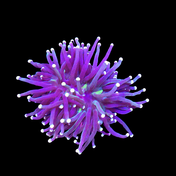 Purple Torch Frag