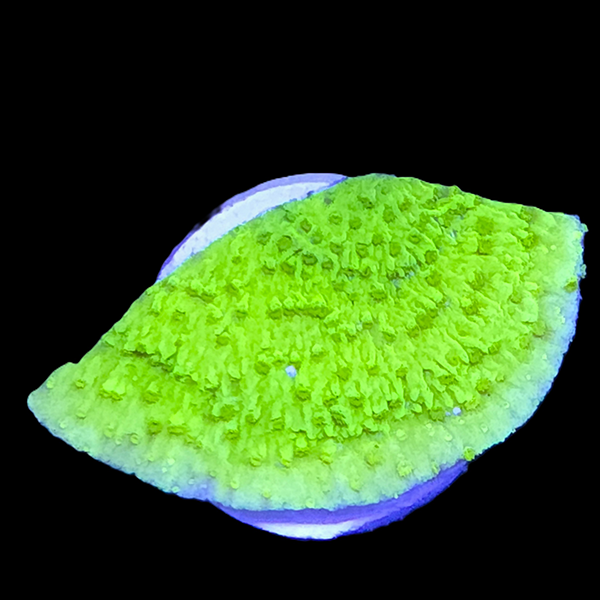 Green Encrusting Montipora Frag