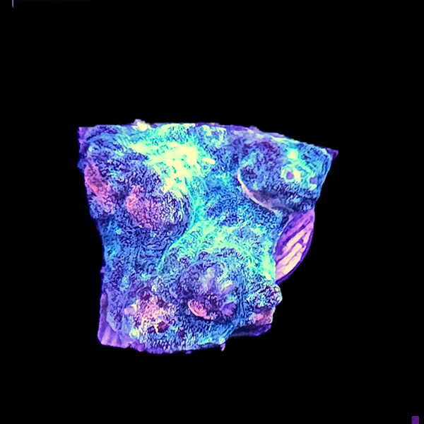 Blue and red chalice coral frag on plug inside reef tank