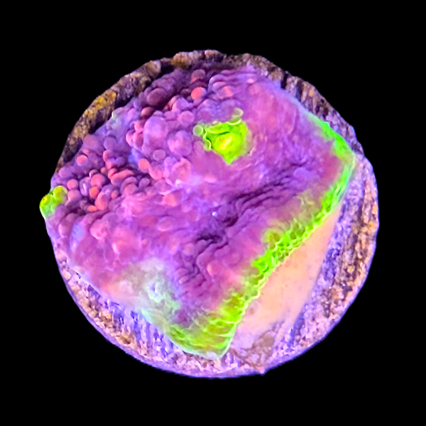 Watermelon Chalice Frag