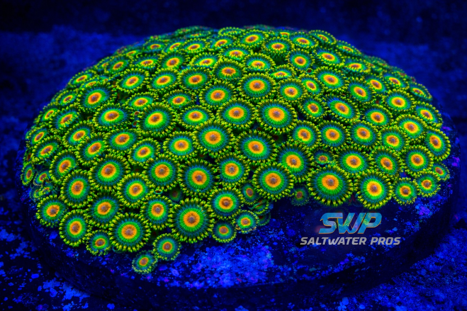 Rasta Zoanthids