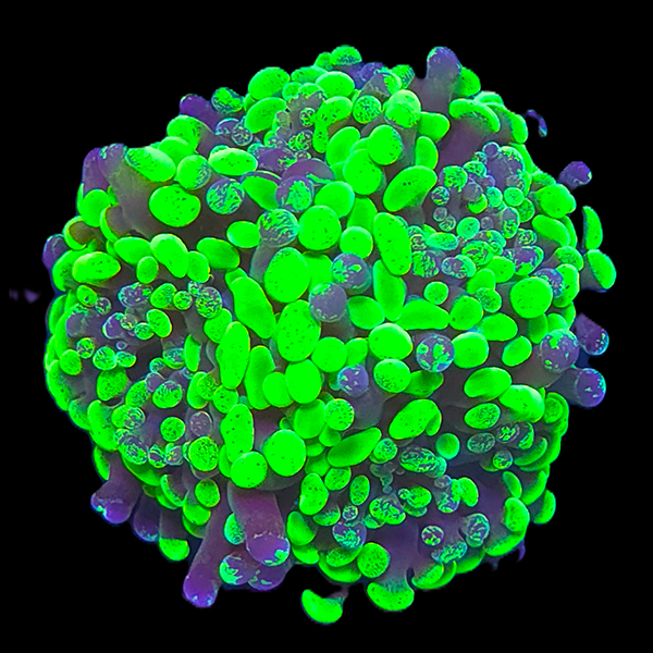 Hammer Bi-Colour Large Frag