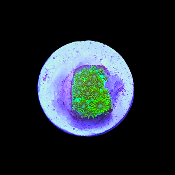 Green Short Tentacle Goniopora Frag - WYSIWYG