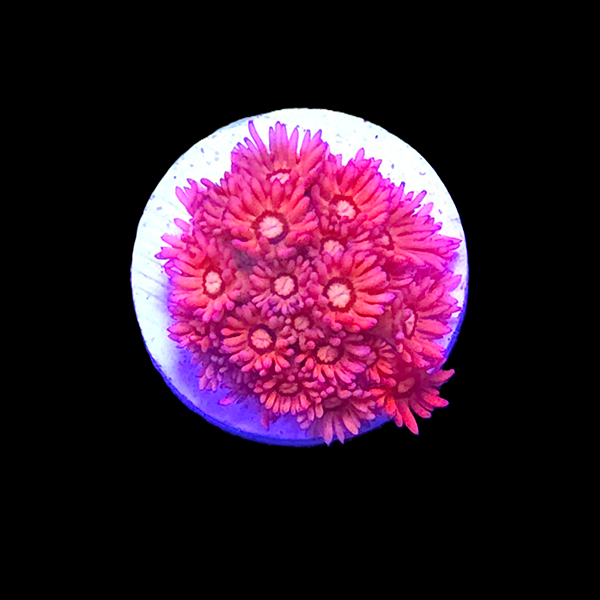 Red Short Tentacle Goniopora Frags