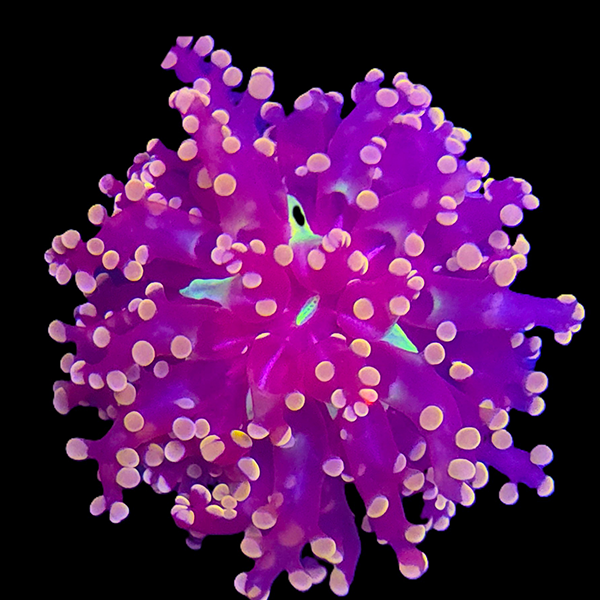Frogspawn with Orange Tip Frag
