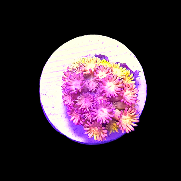 Red Yellow Short Tentacle Goniopora Frag - WYSIWYG