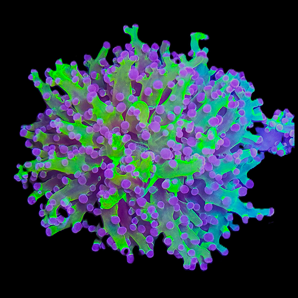 Green Frogspawn Purple Tip