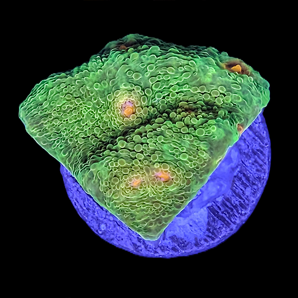 Mummy Eye Chalice Frag