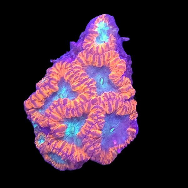 Blastomussa Wellsi Frag B - WYSIWYG