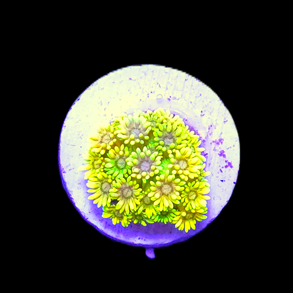 Yellow Short Tentacle Goniopora Frag - WYSIWYG