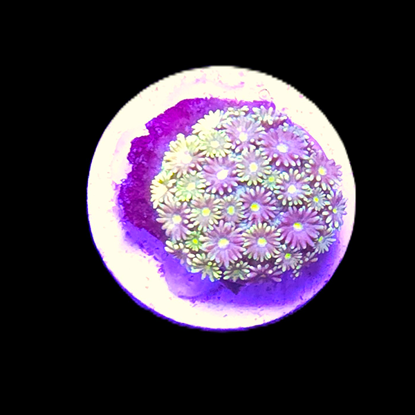 Green Short Tentacle Goniopora Frag - WYSIWYG