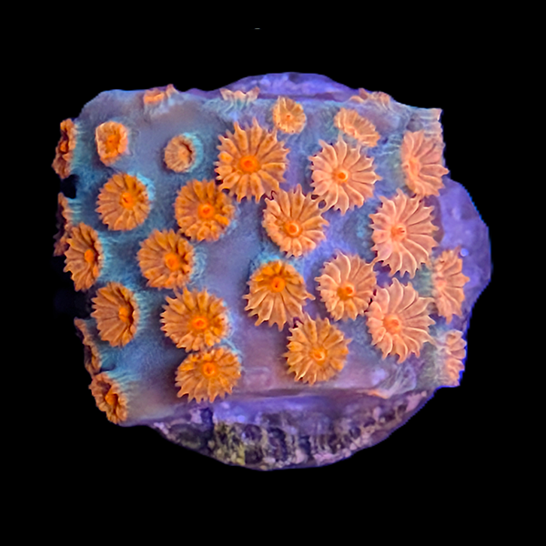 Meteor Shower Cyphastrea Small Frag