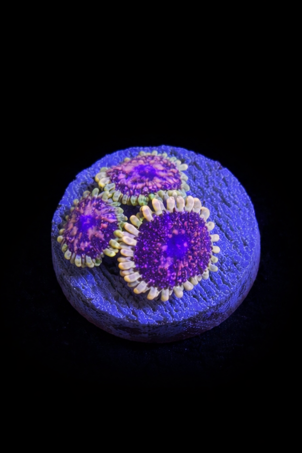 WYSIWYG Pink Panther Zoa (A9)