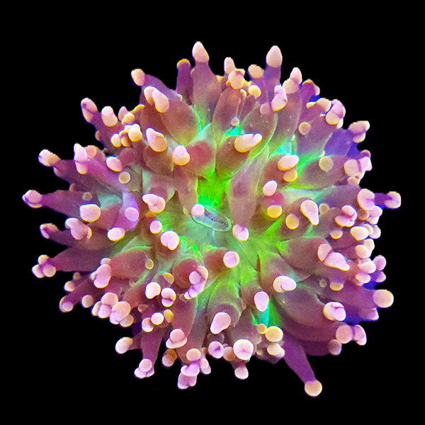 Frogspawn with Orange Tip Frag