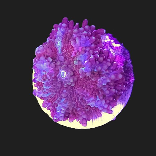 Red Yuma Mushroom Frag