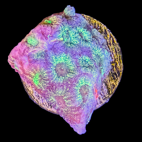 JF Dayglow - Uber Grafted Favia Frag