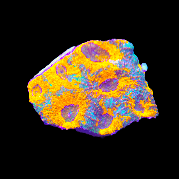 Orange Echinata Coral Frag – Reef Tank Coral on Plug