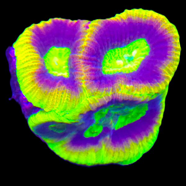 Ultra Green Favia Frag _ WYSIWYG