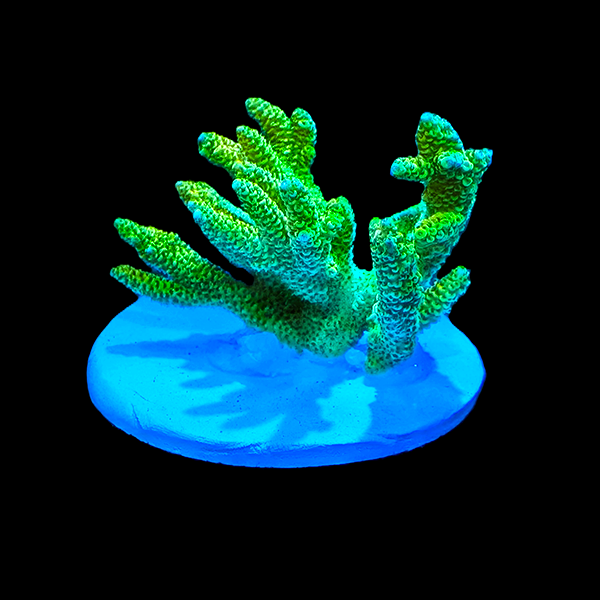 Acropora Formosa - Green 3" frag