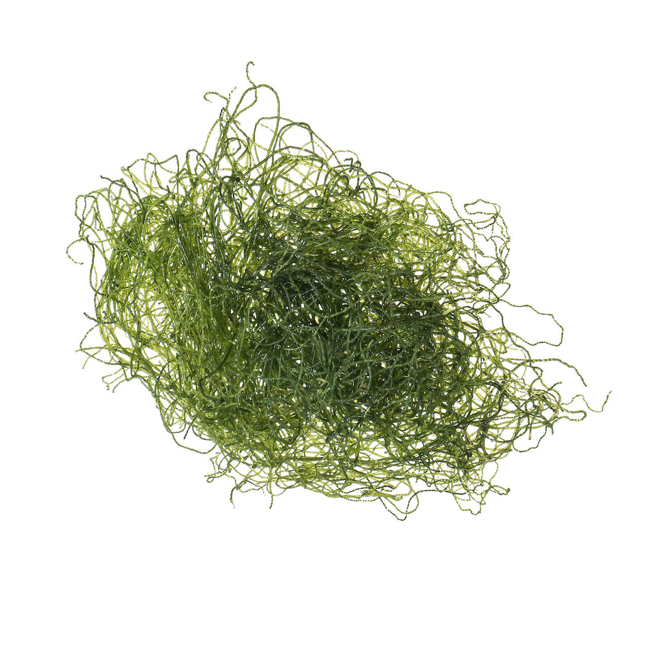 Chaetomorpha