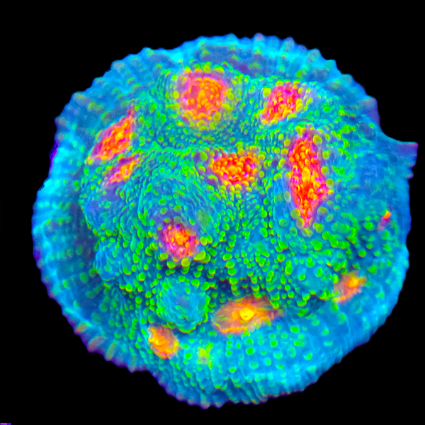 Green Red Echinata Frag