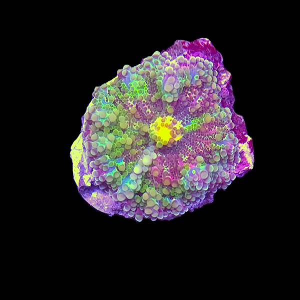 Rainbow Yuma Mushroom Frag
