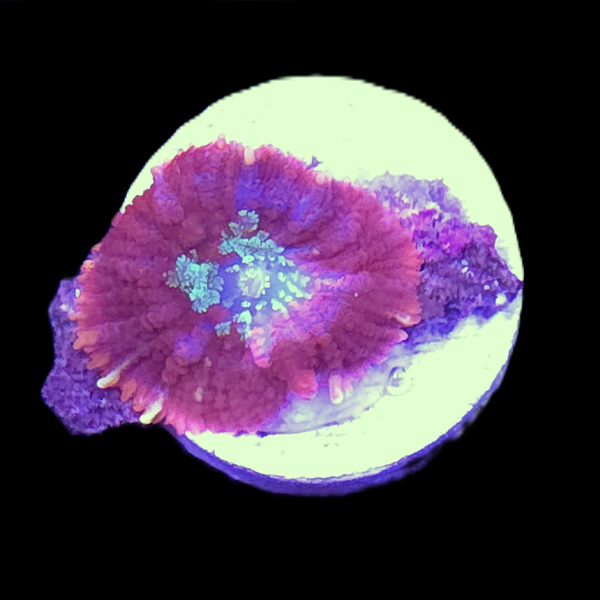 Red Fire Rhodactis Mushroom Frag