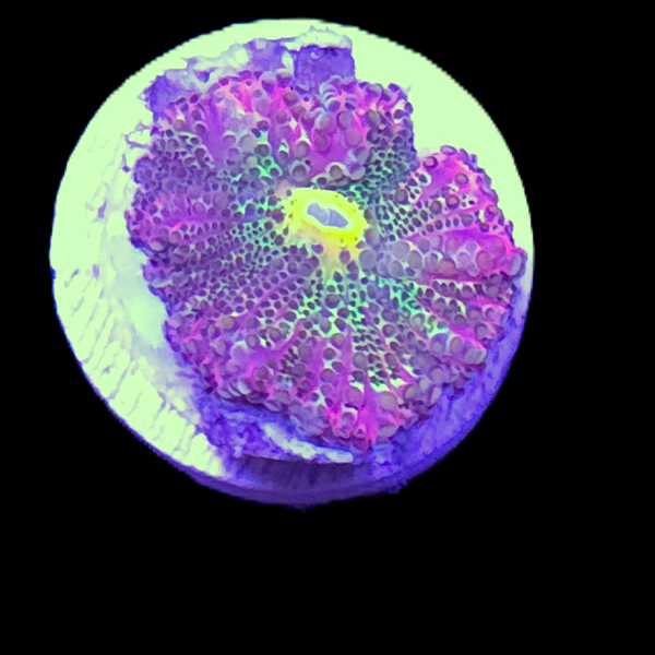 Rainbow Yuma Mushroom Frag