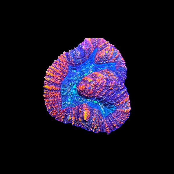 Ultra Rainbow Lobophyllia