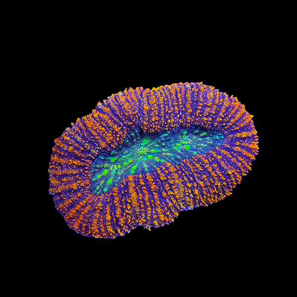 Acanthophyllia